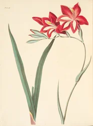 Bandeira de milho excelente, das ilustrações florais das estações, bar. 1829 (gravura colorida à mão)