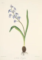 Squill de duas folhas, das ilustrações florais das estações, bar. 1829 (gravura colorida à mão)