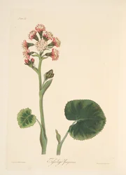 Heliotrópio de inverno, de ilustrações florais das estações, pub. 1829 (gravura colorida à mão)