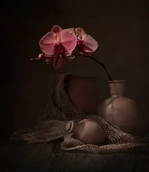 Natureza morta com orquídea escura