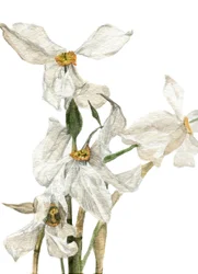 Narcisos, 2018