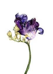 Flor de frésia, 2018