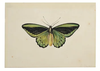 Borboleta, Asa de pássaro verde comum (Ornithoptera priamus)
