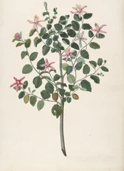 Estudo de uma Planta com Flores Vermelhas-Púrpura Sebastiana africana purpurea, 1695.