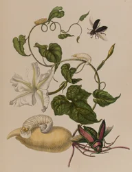 Ilustração de 