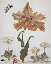 Uma tulipa papagaio, Auriculas, groselhas, com uma mariposa Magpie, sua lagarta e pupa, c.1670