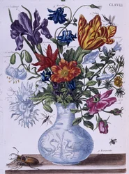 Besouro e flores diferentes - sobremesa. por Maria Sibylla Merian, n.d., aprox. finais do século XVIII