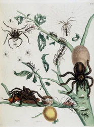 Aranhas negras na Guajave alimentando-se de formigas ou capturando colobritógenos em seu ninho na "História Geral dos Insetos do Suriname e Toda a Europa" de Maria Sibylla Merian 1771