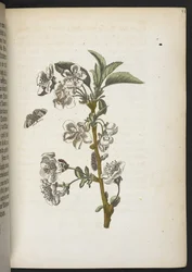 A maravilhosa transformação da lagarta e o estranho alimento floral da lagarta...