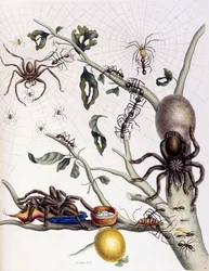 Vários aracnídeos da América do Sul, 1726