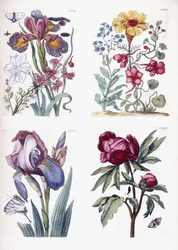 Vários insetos e flores europeus