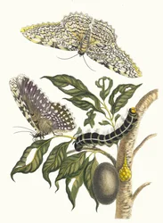 Arbre de gomme-gutte. Do livro Metamorphosis insectorum Surinamensium, 1705.