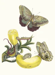 Bacalhau. Do livro Metamorphosis insectorum Surinamensium, 1705.