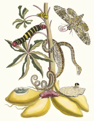 Mandioca. Do livro Metamorphosis insectorum Surinamensium, 1705.