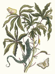Mandioca. Do livro Metamorphosis insectorum Surinamensium, 1705.