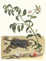 Cresson. Do livro Metamorphosis insectorum Surinamensium, 1705.