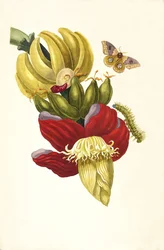 Do livro Metamorphosis insectorum Surinamensium, 1705.
