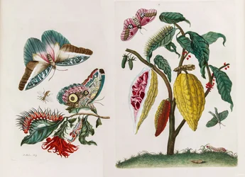 Do livro Metamorphosis insectorum Surinamensium, 1705.