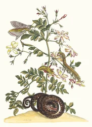 Jasminum grandiflorum. Do livro Metamorphosis insectorum Surinamensium, 1705.