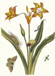 Li Rouge. Do livro Metamorphosis insectorum Surinamensium, 1705.