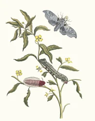Ludwigia octovalvis. Do livro Metamorphosis insectorum Surinamensium, 1705.