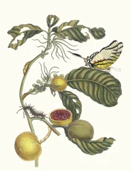 Marmelade doosjes Boom. Do livro Metamorphosis insectorum Surinamensium, 1705.
