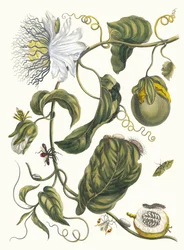 Marqueas. Do livro Metamorphosis insectorum Surinamensium, 1705.