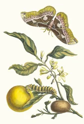 Laranja. Do livro Metamorphosis insectorum Surinamensium, 1705.