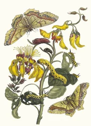 Pallisaden-boom. Do livro Metamorphosis insectorum Surinamensium, 1705.