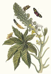 Palma Christi. Do livro Metamorphosis insectorum Surinamensium, 1705.