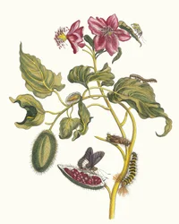 Rocu. Do livro Metamorphosis insectorum Surinamensium, 1705.