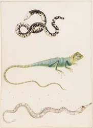 Lagarto-verme sul-americano de cabeça pequena, iguana ou lagarto arborícola das Índias Orientais e peixe-agulha