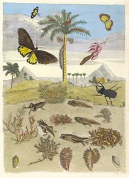 Besouro de veado, anfíbios e palmeiras. Do livro Metamorphosis insectorum..., 1705.