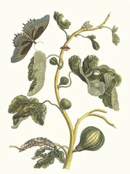 Goiaba Branca. Do livro Metamorphosis insectorum Surinamensium, 1705.