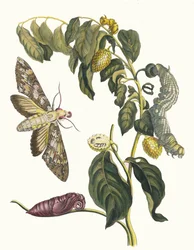 Zursak. Do livro Metamorphosis insectorum Surinamensium, 1705.