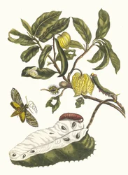Zuursak. Do livro Metamorphosis insectorum Surinamensium, 1705.