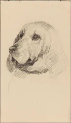 Cabeça de um cão