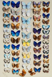 Um prato cheio de sessenta e duas borboletas, em cinco colunas, representando principalmente alguns dos membros maiores dos Lycaendidae,