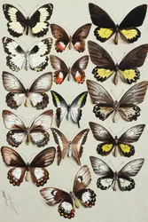 Quinze borboletas rabo de andorinha (família Papilionidae) em três colunas