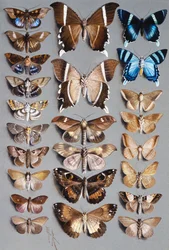 Vinte e quatro mariposas, em três colunas, em sua maioria pertencentes à família Noctuidae