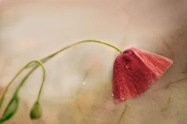 Delicada flor de papoila
