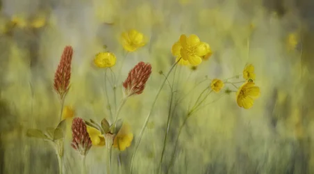 Flores de um prado de sonho