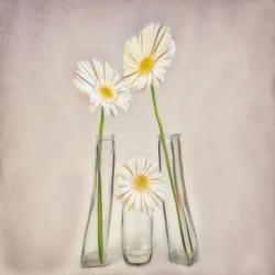 Gerberas brancas elegantes