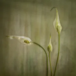 Flores de lírio serenas