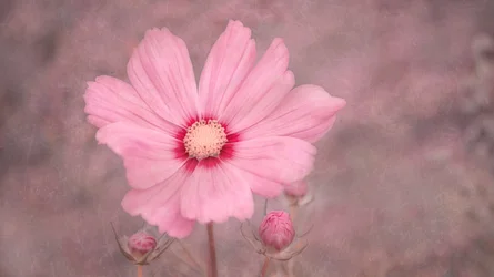 Cosmos Rosa Suave