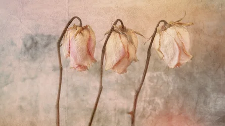 Três Rosas Murchas