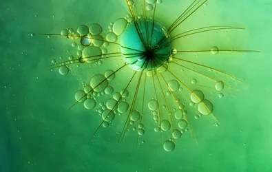 Estrela Explosiva Verde