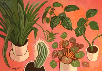 Plantas em vaso cheias de vida
