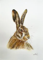 Retrato da Lebre Alerta