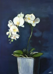Orquídeas brancas elegantes